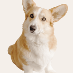 Curious Corgi on a beige background